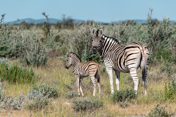 Obraz premium zebra in the wild savanna, animal of africa