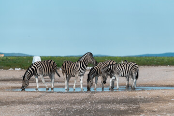 Obraz premium zebra in the wild savanna, animal of africa