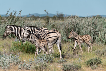 zebra in the wild savanna, animal of africa
