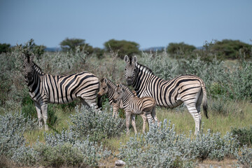 Obraz premium zebra in the wild savanna, animal of africa