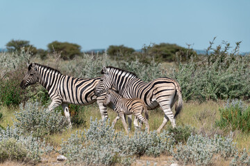 Obraz premium zebra in the wild savanna, animal of africa