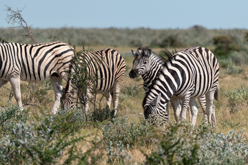 Naklejka premium zebra in the wild savanna, animal of africa