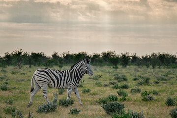 Obraz premium zebra in the wild savanna, animal of africa