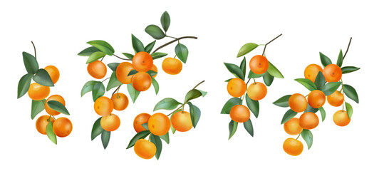 Watercolor orange. Mandarin fruit tree, branch leaf paint for juice, tropical citrus dessert or juicy fresh food. Summer plants. Botanical isolated graphic element. Vector illustration
