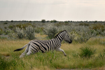 zebra in the wild savanna, animal of africa