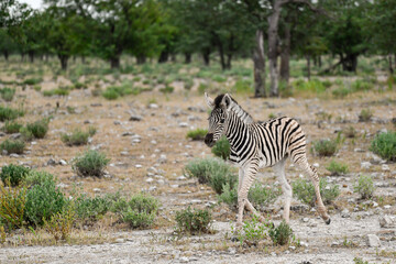 zebra in the wild savanna, animal of africa