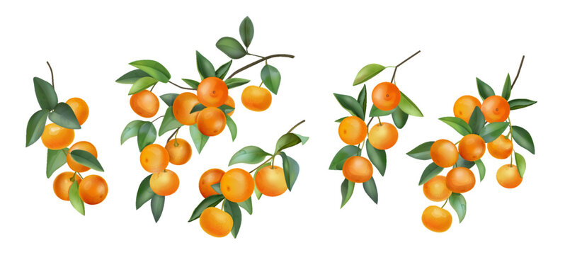 Watercolor orange. Mandarin fruit tree, branch leaf paint for juice, tropical citrus dessert or juicy fresh food. Summer plants. Botanical isolated graphic element. Vector illustration