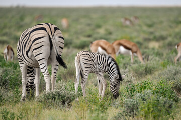 zebra in the wild savanna, animal of africa