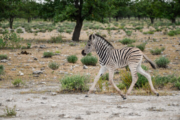 zebra in the wild savanna, animal of africa