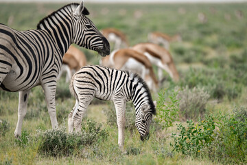zebra in the wild savanna, animal of africa