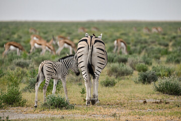 zebra in the wild savanna, animal of africa