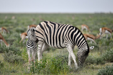 zebra in the wild savanna, animal of africa