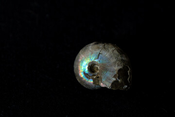 The iridescent outside of an ammonite fossil, against a black background