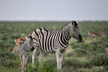 zebra in the wild savanna, animal of africa