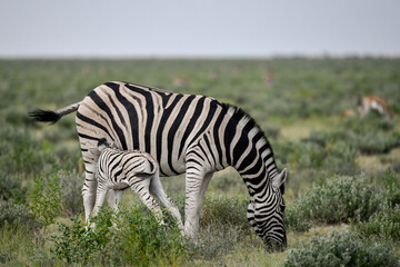 zebra in the wild savanna, animal of africa