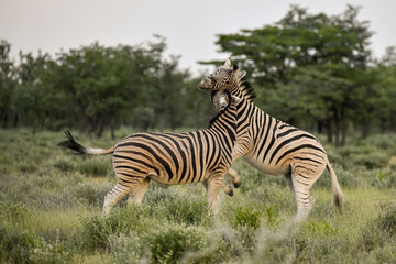 zebra in the wild savanna, animal of africa
