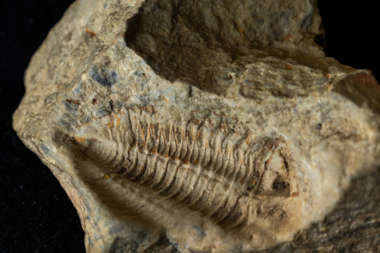 Close-up of an imprint left in a mudstone by an ancient Trilobite.