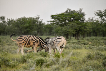 zebra in the wild savanna, animal of africa