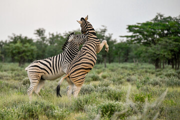 zebra in the wild savanna, animal of africa