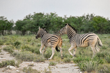 zebra in the wild savanna, animal of africa