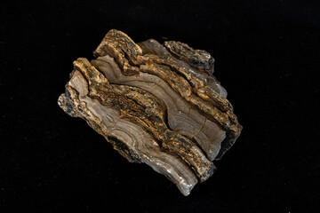 Layered domal stromatolite and dolomite sample against a black background