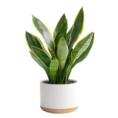Snake plant png succulent plant png indoor snake plant png modern snake plant png stylish snake plant png low maintenance plant png transparent background image