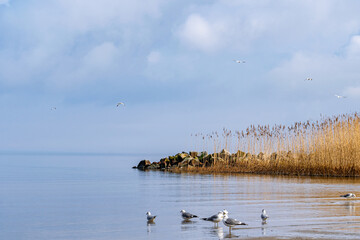 Blick auf das Ufer des Stettiner Haff an der Ostsee