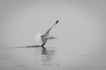 Möwe im Landeanflug