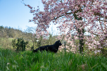 Green grass in the foreground, a black cat out of focus in the background