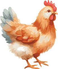 A watercolor vector illustration of a chicken