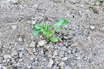 The first leaves sprouting on the watermelon bush in the garden