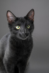 black cat, studio photography, young cat, feline, sleek fur, whiskers, curious eyes, portrait, dark background, mysterious