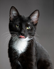 black cat, studio photography, young cat, feline, sleek fur, whiskers, curious eyes, portrait, dark background, mysterious