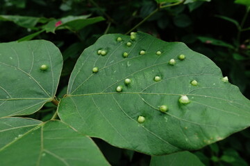 Leaf galls.