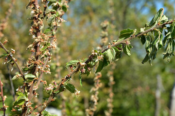 Diseases of the cherry tree.cherry fungal disease, moniliosis or monilialny burn.