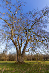 tree in the park