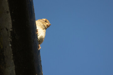 Female House Sparrow (Passer domesticus) looking down whilst perched high on a rooftop guttering...