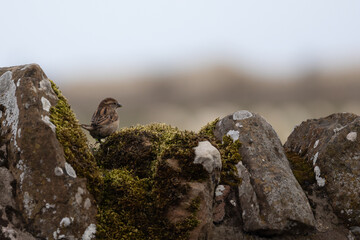 House Sparrow (Passer domesticus) on a old, mossy stone wall. Lindisfarne, UK