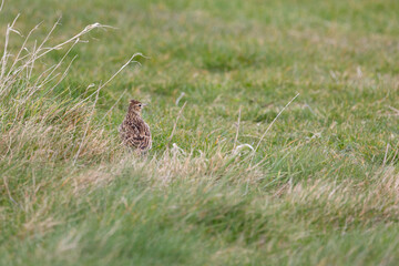 Skylark (alauda arvensis) in long grass. Lindisfarne, Holy Island, Northumberland