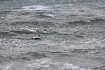 Male Common Eider (somateria mollissima) on choppy sea off the coast of Lindisfarne, Holy Island, Northumberland, UK
