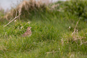 Skylark (alauda arvensis) in long grass. Lindisfarne, Holy Island, Northumberland in Springtime.