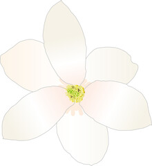 봄을 알리는 목련화