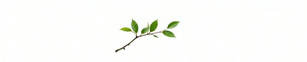 Simple tree branch isolated on white background with a few leaves and a small twig, tree branch, serene, branch