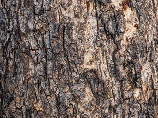 Bark of old tree skin. Abstract background and texture for design.