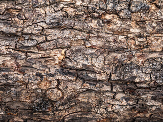 Bark of old tree skin. Abstract background and texture for design.