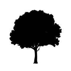 mahogany tree icon, mahogany tree line art - simple line art of mahogany tree, perfect for mahogany tree logos and icons