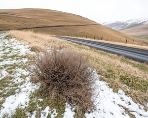 Bush in snowy field by road. Hills and sky in background. Rural landscape view