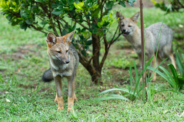 A pair of foxes walking on the grass close to a bush