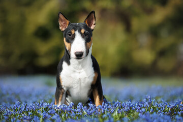 cute tricolor bull terrier dog sitting on a meadow with blue scilla flowers