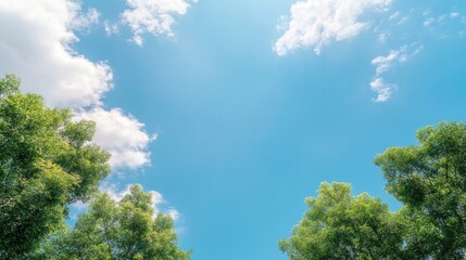 Obraz premium Bright blue sky framed by lush green treetops, creating serene a